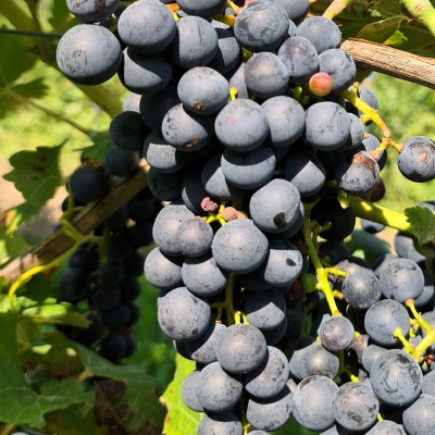 Pinotin 20250812 115914